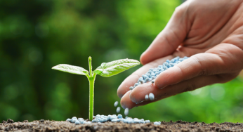 Fertilizantes Químicos: Lo más importante sobre ellos