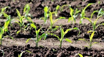 Fertilización con Foliares: métodos de seguridad y aplicación