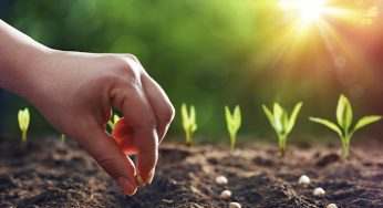 ¿Por qué el Fosfato Monoamónico debe ser de aplicación foliar?